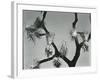 Joshua Tree, California, 1942-Brett Weston-Framed Photographic Print