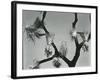 Joshua Tree, California, 1942-Brett Weston-Framed Photographic Print