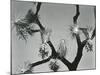 Joshua Tree, California, 1942-Brett Weston-Mounted Photographic Print