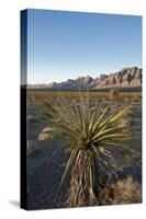 Joshua Tree, Delamar, Nevada-Paul Souders-Stretched Canvas