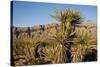 Joshua Tree, Delamar, Nevada-Paul Souders-Stretched Canvas
