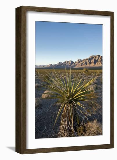 Joshua Tree, Delamar, Nevada-Paul Souders-Framed Photographic Print