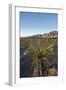 Joshua Tree, Delamar, Nevada-Paul Souders-Framed Photographic Print