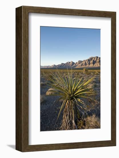 Joshua Tree, Delamar, Nevada-Paul Souders-Framed Photographic Print