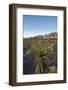 Joshua Tree, Delamar, Nevada-Paul Souders-Framed Photographic Print