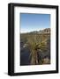 Joshua Tree, Delamar, Nevada-Paul Souders-Framed Photographic Print