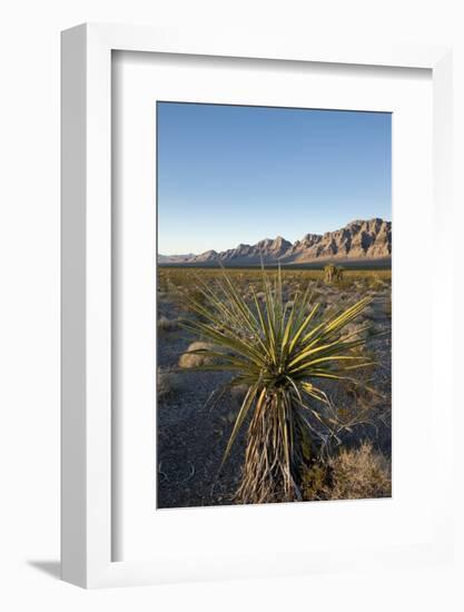 Joshua Tree, Delamar, Nevada-Paul Souders-Framed Photographic Print