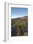 Joshua Tree, Delamar, Nevada-Paul Souders-Framed Photographic Print