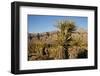 Joshua Tree, Delamar, Nevada-Paul Souders-Framed Photographic Print