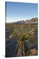 Joshua Tree, Delamar, Nevada-Paul Souders-Stretched Canvas