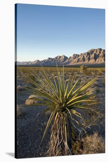 Joshua Tree, Delamar, Nevada-Paul Souders-Stretched Canvas