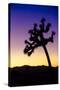 Joshua Tree I-Janice Sullivan-Stretched Canvas