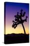 Joshua Tree I-Janice Sullivan-Stretched Canvas