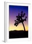 Joshua Tree I-Janice Sullivan-Framed Giclee Print