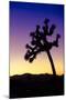 Joshua Tree I-Janice Sullivan-Mounted Giclee Print