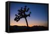 Joshua Tree II-Janice Sullivan-Framed Stretched Canvas