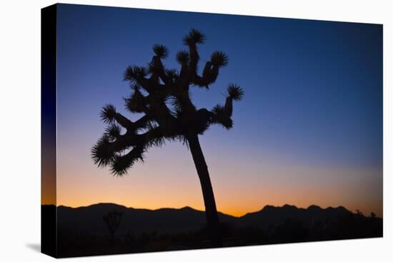 Joshua Tree II-Janice Sullivan-Stretched Canvas