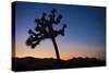 Joshua Tree II-Janice Sullivan-Stretched Canvas