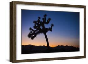 Joshua Tree II-Janice Sullivan-Framed Giclee Print