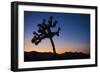 Joshua Tree II-Janice Sullivan-Framed Giclee Print