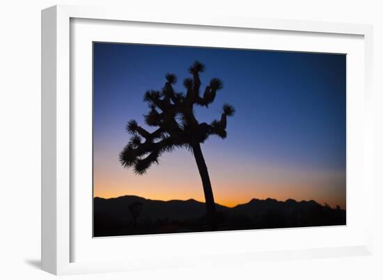 Joshua Tree II-Janice Sullivan-Framed Giclee Print