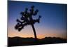 Joshua Tree II-Janice Sullivan-Mounted Giclee Print