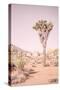 Joshua Tree III Blush-Elizabeth Urquhart-Stretched Canvas