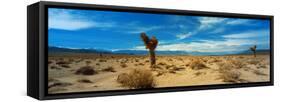 Joshua Tree in a Desert, Mojave Desert, California, USA-null-Framed Stretched Canvas