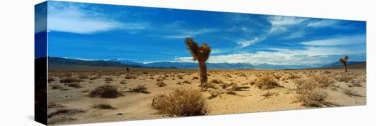 Joshua Tree in a Desert, Mojave Desert, California, USA-null-Stretched Canvas