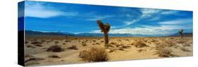 Joshua Tree in a Desert, Mojave Desert, California, USA-null-Stretched Canvas