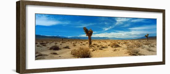 Joshua Tree in a Desert, Mojave Desert, California, USA-null-Framed Photographic Print