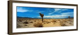 Joshua Tree in a Desert, Mojave Desert, California, USA-null-Framed Photographic Print