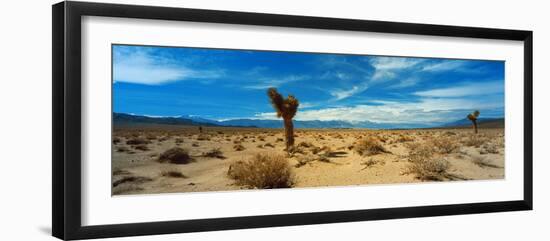 Joshua Tree in a Desert, Mojave Desert, California, USA-null-Framed Photographic Print