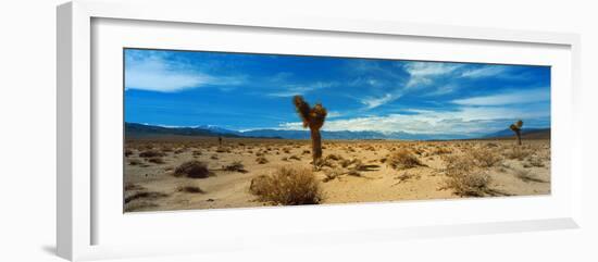 Joshua Tree in a Desert, Mojave Desert, California, USA-null-Framed Photographic Print