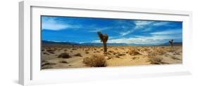 Joshua Tree in a Desert, Mojave Desert, California, USA-null-Framed Photographic Print