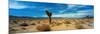 Joshua Tree in a Desert, Mojave Desert, California, USA-null-Mounted Photographic Print