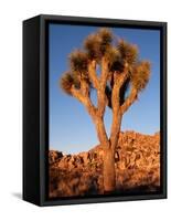 Joshua Tree in Sunlight-Kevin Schafer-Framed Stretched Canvas