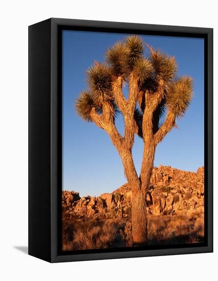 Joshua Tree in Sunlight-Kevin Schafer-Framed Stretched Canvas