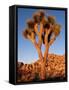 Joshua Tree in Sunlight-Kevin Schafer-Framed Stretched Canvas