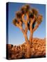 Joshua Tree in Sunlight-Kevin Schafer-Stretched Canvas