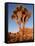 Joshua Tree in Sunlight-Kevin Schafer-Framed Stretched Canvas