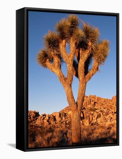 Joshua Tree in Sunlight-Kevin Schafer-Framed Stretched Canvas