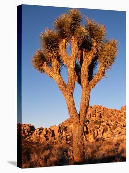 Joshua Tree in Sunlight-Kevin Schafer-Stretched Canvas