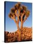 Joshua Tree in Sunlight-Kevin Schafer-Stretched Canvas