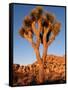 Joshua Tree in Sunlight-Kevin Schafer-Framed Stretched Canvas