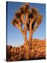 Joshua Tree in Sunlight-Kevin Schafer-Stretched Canvas