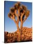 Joshua Tree in Sunlight-Kevin Schafer-Stretched Canvas