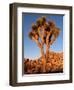 Joshua Tree in Sunlight-Kevin Schafer-Framed Premium Photographic Print