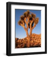 Joshua Tree in Sunlight-Kevin Schafer-Framed Premium Photographic Print