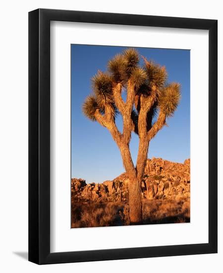 Joshua Tree in Sunlight-Kevin Schafer-Framed Premium Photographic Print